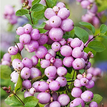 Снежноягодник Доренбоза Мозерс Оф Перл P9