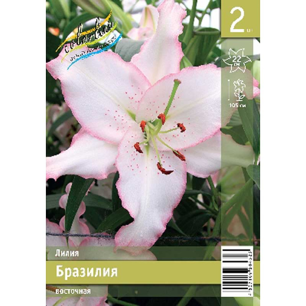 Лилия Бразилия 12/14 2 Эконом шт 