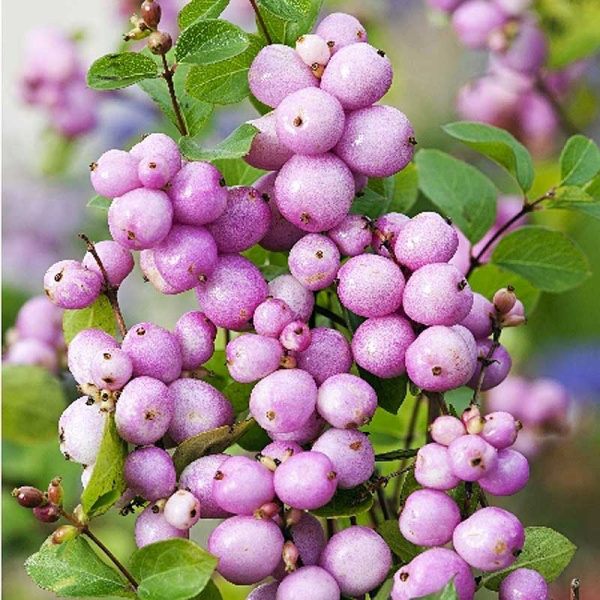 Снежноягодник Доренбоза Мозерс Оф Перл P9