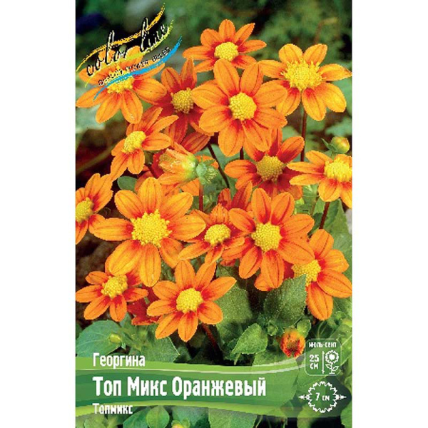 Георгина Топ Микс Оранжевый I 1 шт