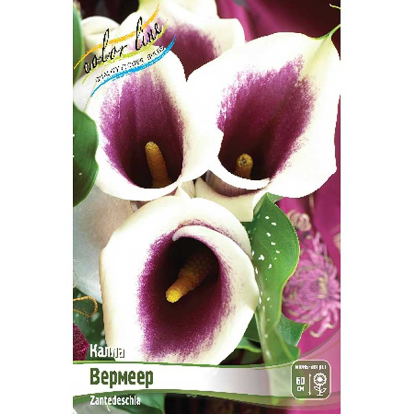 Калла Вермеер 12/14 30 шт Шоу-бокс 8736