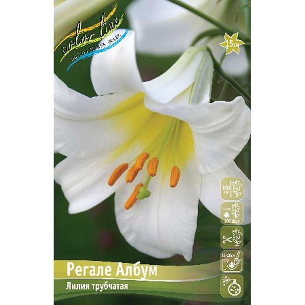 Лилия Регале Албум 16/18 25 шт Биг-Пак 13797