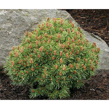 2713 Сосна Обыкновенная Джереми C7,5 25-30cm ,шт