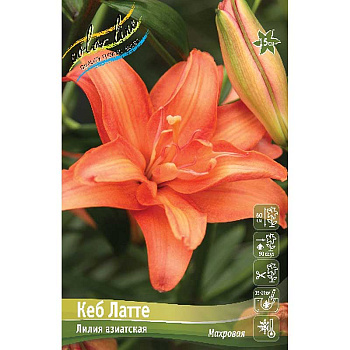 Лилия Кеб Латте 12/14 5 шт