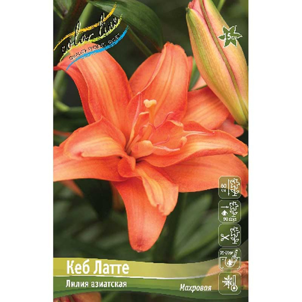 Лилия Кеб Латте 12/14 5 шт