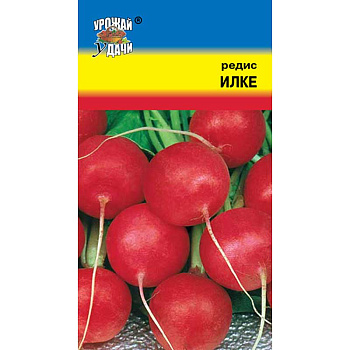 Редис Илке Урожай у дачи Ц
