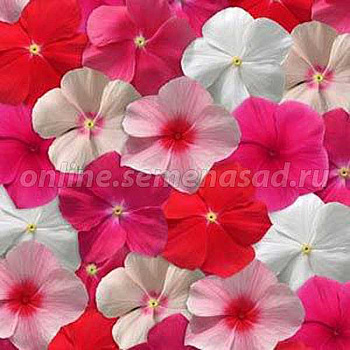 Катарантус Медитерранеан Микс Поиск Ц 