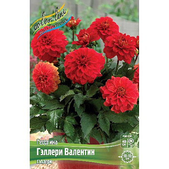 Георгина Гэллери Валентин I 1 шт