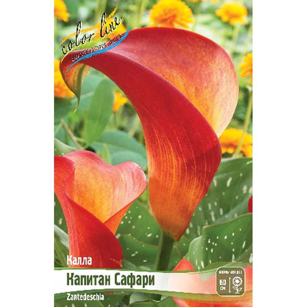 Калла Капитан Сафари 12/14 2 шт 