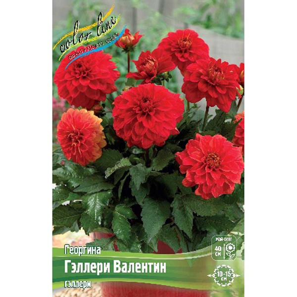 Георгина Гэллери Валентин I 1 шт