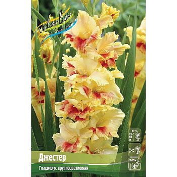 Гладиолус Джестер 10/12 100 шт Шоу-бокс 16155