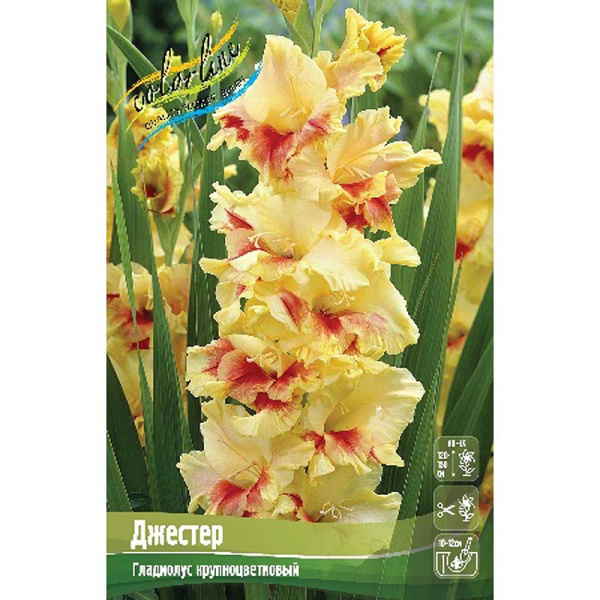 Гладиолус Джестер 10/12 100 шт Шоу-бокс 16155