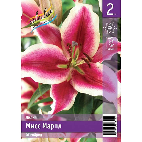 Лилия Мисс Марпл 12/14 2 Эконом шт 