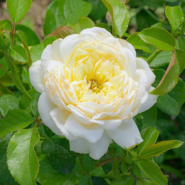 Роза Плетистая Уайт Даймонд Садовита