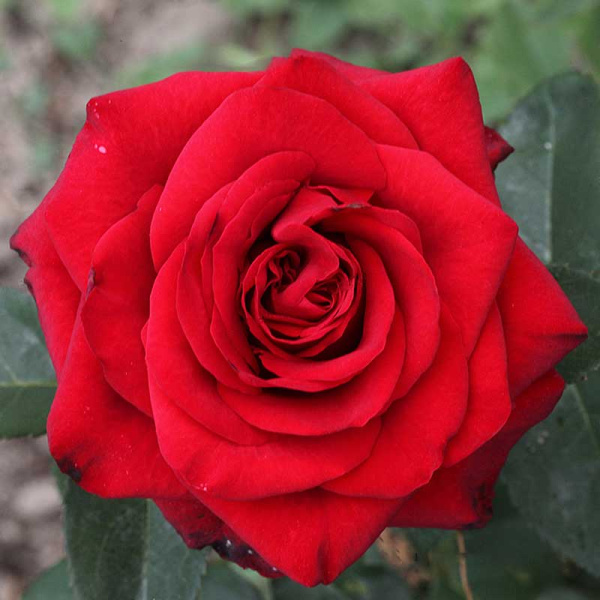 Роза чайно-гибридная Фридом Садовита