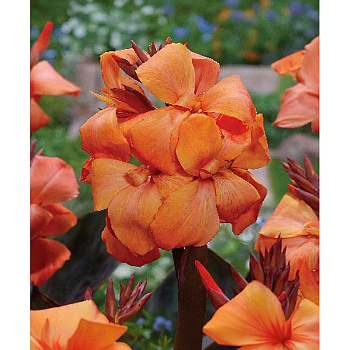 Канна (Коричн) Панаш Блэк I 1 шт