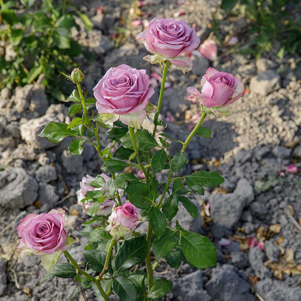 Роза чайно-гибридная Кул Вотер Садовита