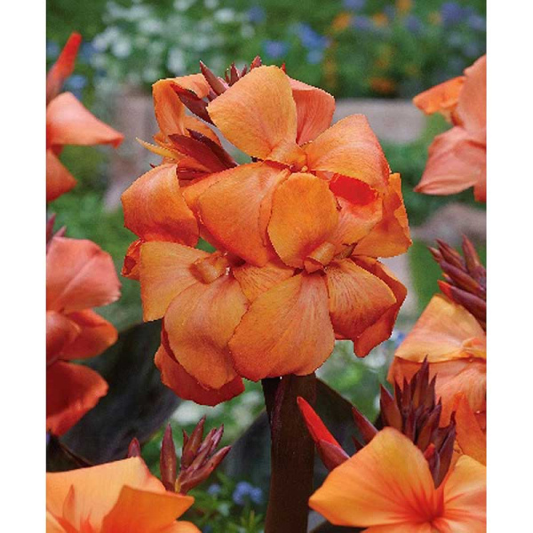 Канна (Коричн) Панаш Блэк I 1 шт