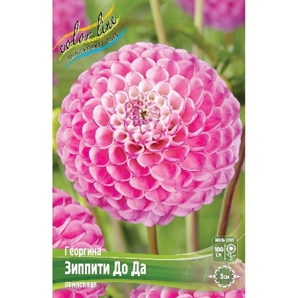 Георгина Зиппити До Да I 15 шт Шоу-бокс 13977