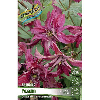 Клематис Розалин I 25 шт Биг-пак 760 