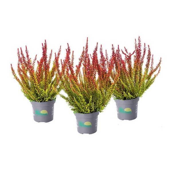 16667 Вереск Обыкновенный Даллас P12 конт. шт