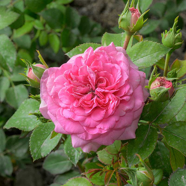 Роза Флорибунда Баронесса Садовита