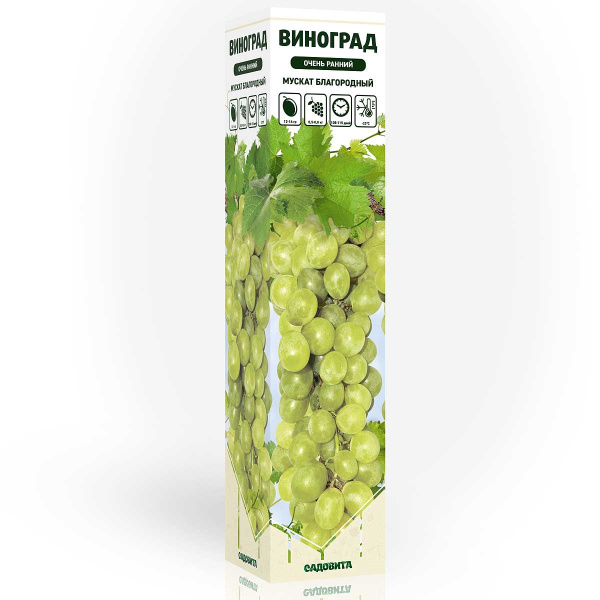 Виноград Мускат благородный очень ранний Садовита