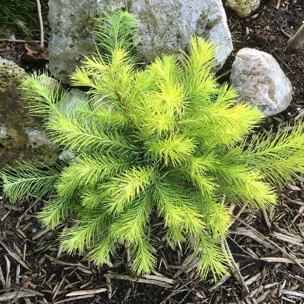 Лиственница Кемпфера Мэджик Голд C3 30-40cm