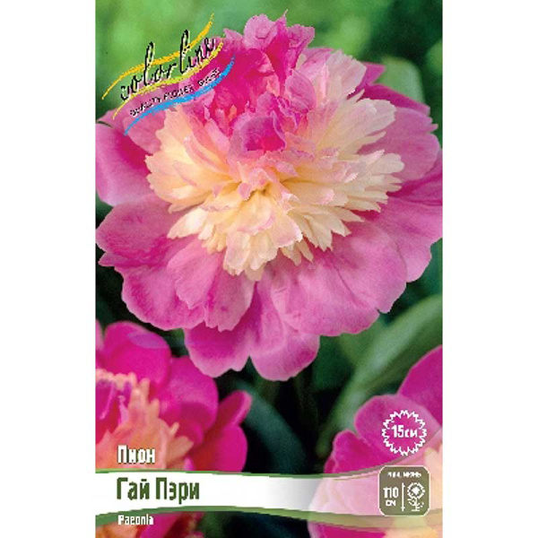 Пион Гай Пэри 2/3 n 1 шт