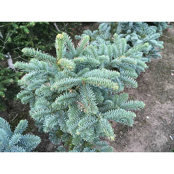 6612 Пихта Благородная Бизарро C7,5 40-50cm ,шт