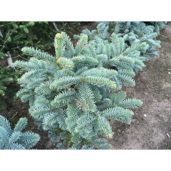 6612 Пихта Благородная Бизарро C7,5 40-50cm ,шт