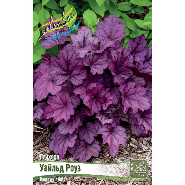 Гейхера Уайльд Роуз I 25 шт Биг-Пак 14594 