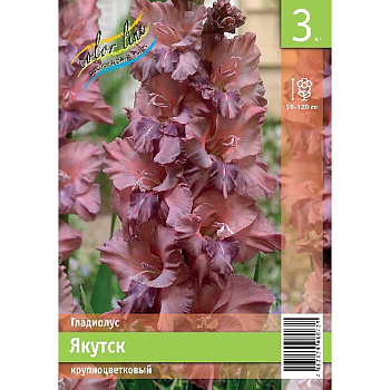 Гладиолус Якутск 10/12 3 Эконом шт