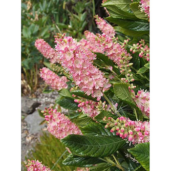 Клетра ольхолистная Руби Спайс P9