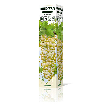 Виноград Ркацители технический (среднепоздний) Садовита