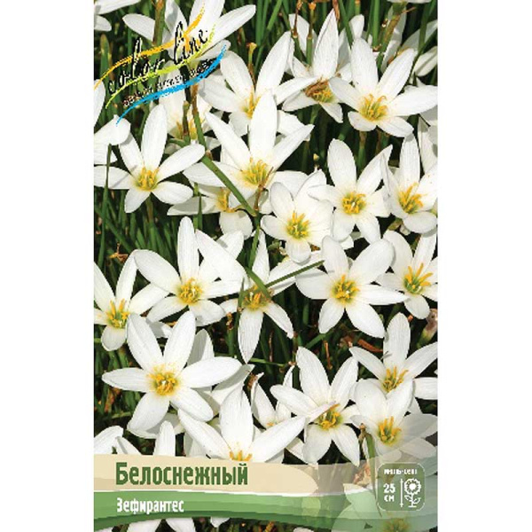 Зефирантес Кандида (Белоснежный) 5/+ 10 шт 