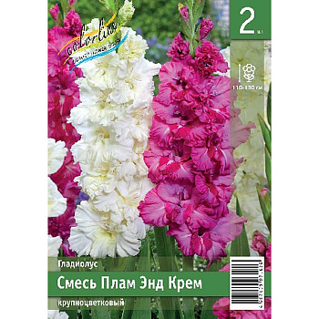 Гладиолус Смесь Плам Энд Крем 10/12 2 Эконом шт 