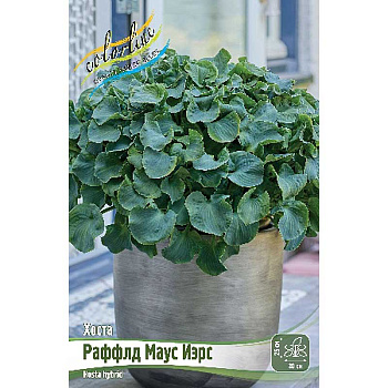 Хоста Раффлд Маус Иэрс 1 n 1 шт 
