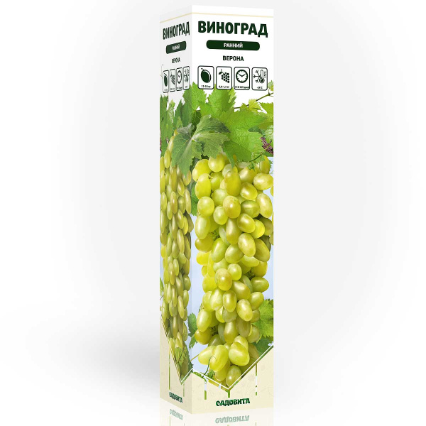 Виноград Верона ранний Садовита