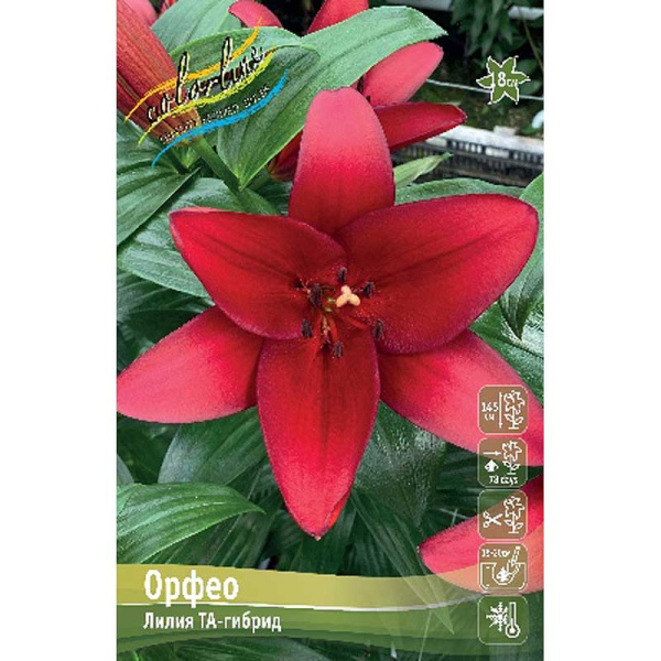 Лилия Орфео 10/12 25 шт Биг-Пак 11431 