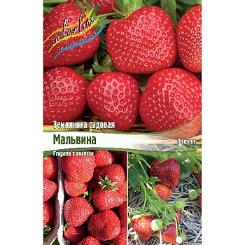 8223 Биг-Пак Земляника Садовая Мальвина A 100 шт