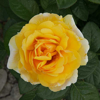 Роза флорибунда Артур Белл Садовита