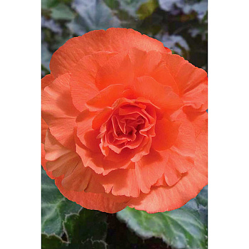 Бегония Махровая Оранжевая 5/6 3 шт Садовита 