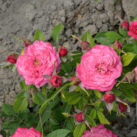 Роза Спрей Маргарита Садовита