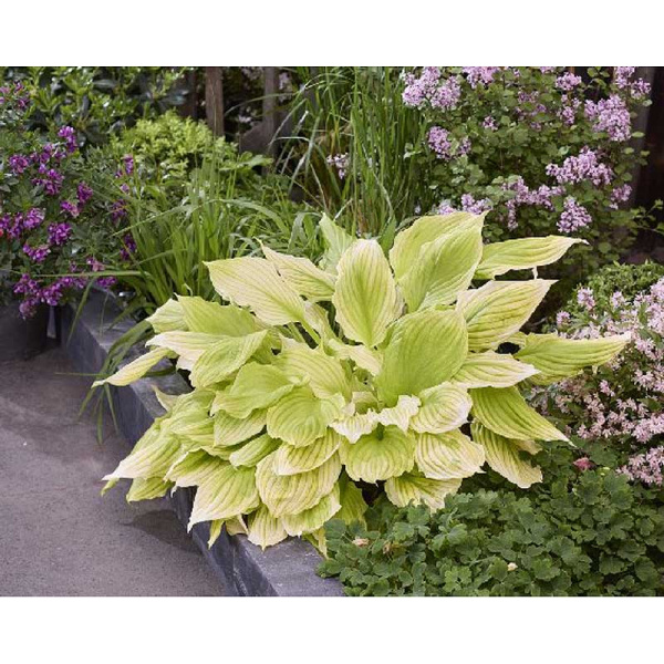 Хоста Лемон Фезерс I 1 шт