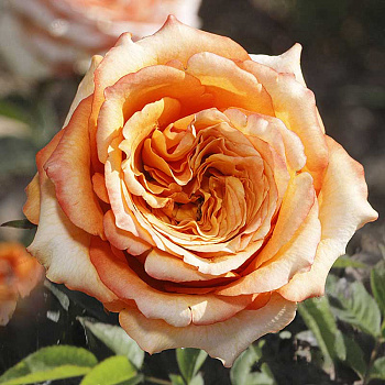 Роза флорибунда Каралуна Садовита