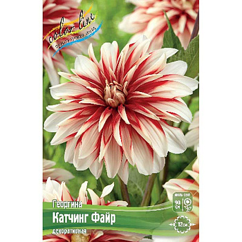 Георгина Катчинг Файр I 1 шт