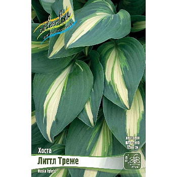 Хоста Литтл Треже 1 n 1 шт 
