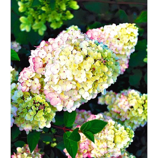 Гортензия Метельчатая Сандае Фрайз P9