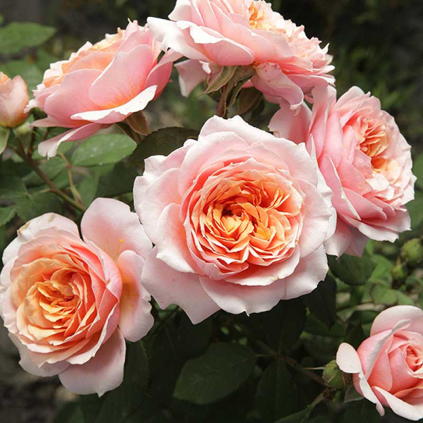 Роза шраб Уильям Кристи Садовита